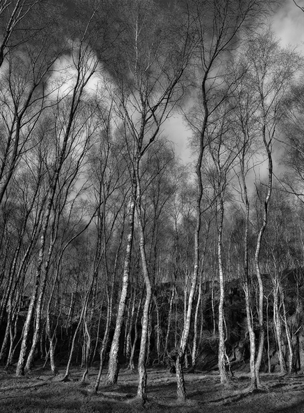 Picture of Bolehill Birches, Peak District