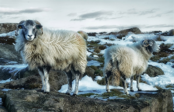 Picture of Defiance (Peak District Sheep)